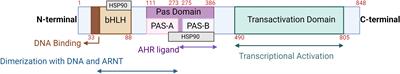 Aryl hydrocarbon receptor: current perspectives on key signaling partners and immunoregulatory role in inflammatory diseases